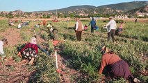 Yozgat'ta Kuru Soğan Hasadı Başladı: Fiyatlar Düşük, Üreticiler İhracatı Bekliyor