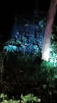 प्रतिबंध के बाद जंगल में हो रही नाइट सफारी