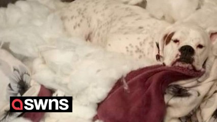 Meet Britain's naughtiest dogs - who have done everything from destroying £9k of furniture to setting their homes on FIRE