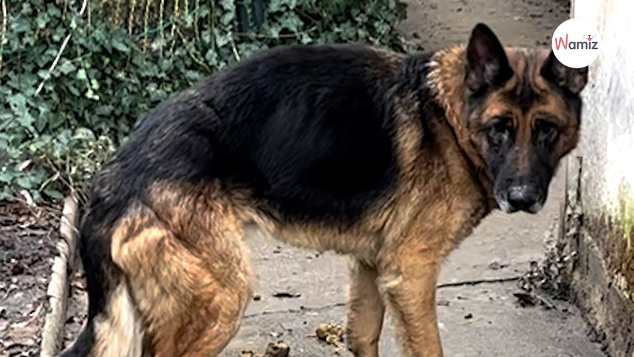 Dieser Schäferhund lebte vernachlässigt in einem Hof.