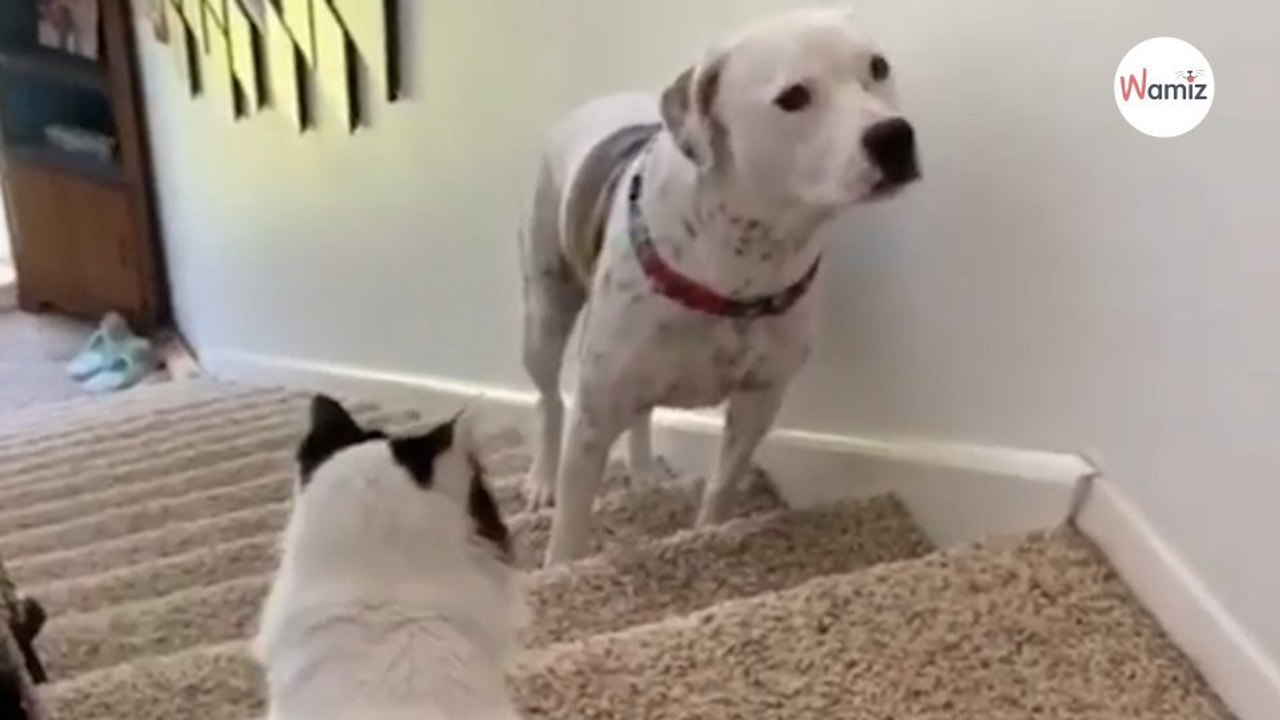 Hündchen will die Treppe hoch, doch die Katze hat ganz andere Pläne (Video)
