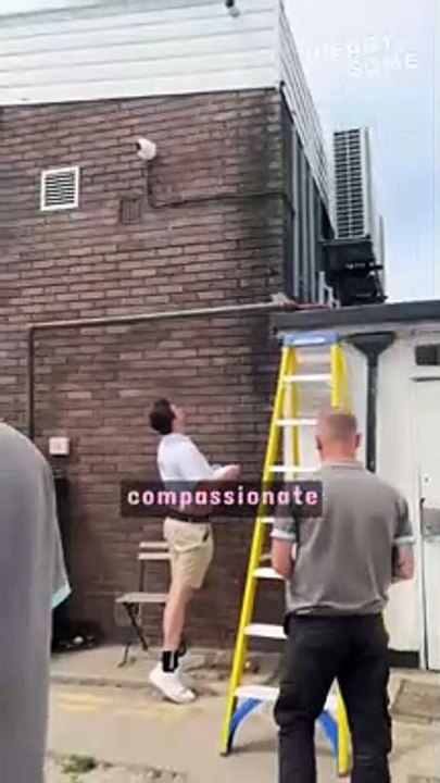 Wholesome Duckling Reunion: Man Reunites Cuties with Mama || Heartsome 