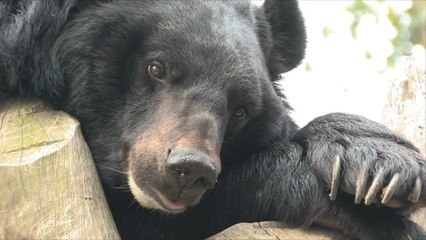 Dubai: Bär bricht in Flugzeug aus