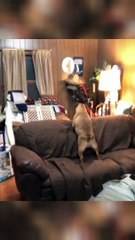 This Dog Is Trying To F**k Sofa Set  