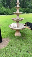 Husky Plays In The Fountain