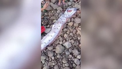 Rare 5ft long ‘doomsday fish’ washes ashore on Philippines coast