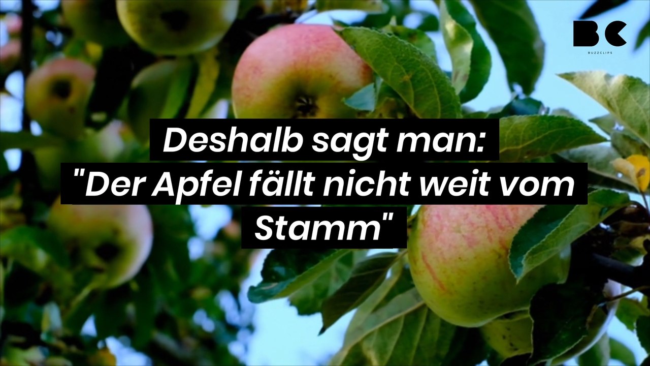 Deshalb sagt man: "Der Apfel fällt nicht weit vom Stamm"