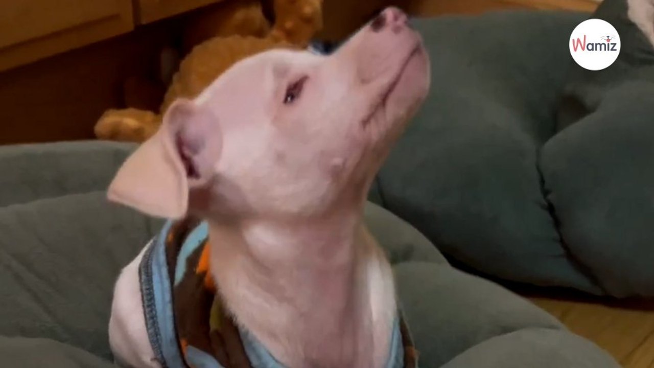 Pinkes Schweinchen-Baby ist in Wahrheit ein ganz anderes Tier