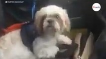 Hündchen im Taxi vergessen: Kurz darauf kommt der grausame Irrtum ans Licht (Video)