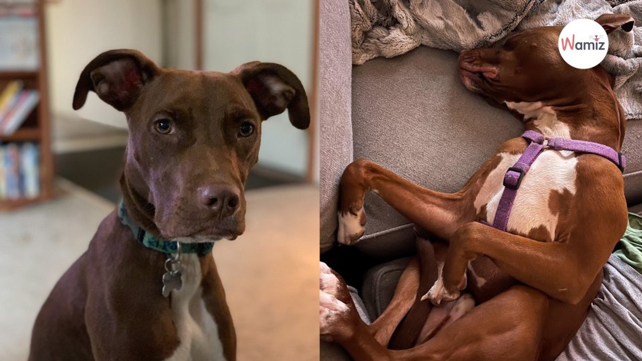 Familie gibt Hunde in Pension ab: Kurz darauf sitzt der Schock tief!