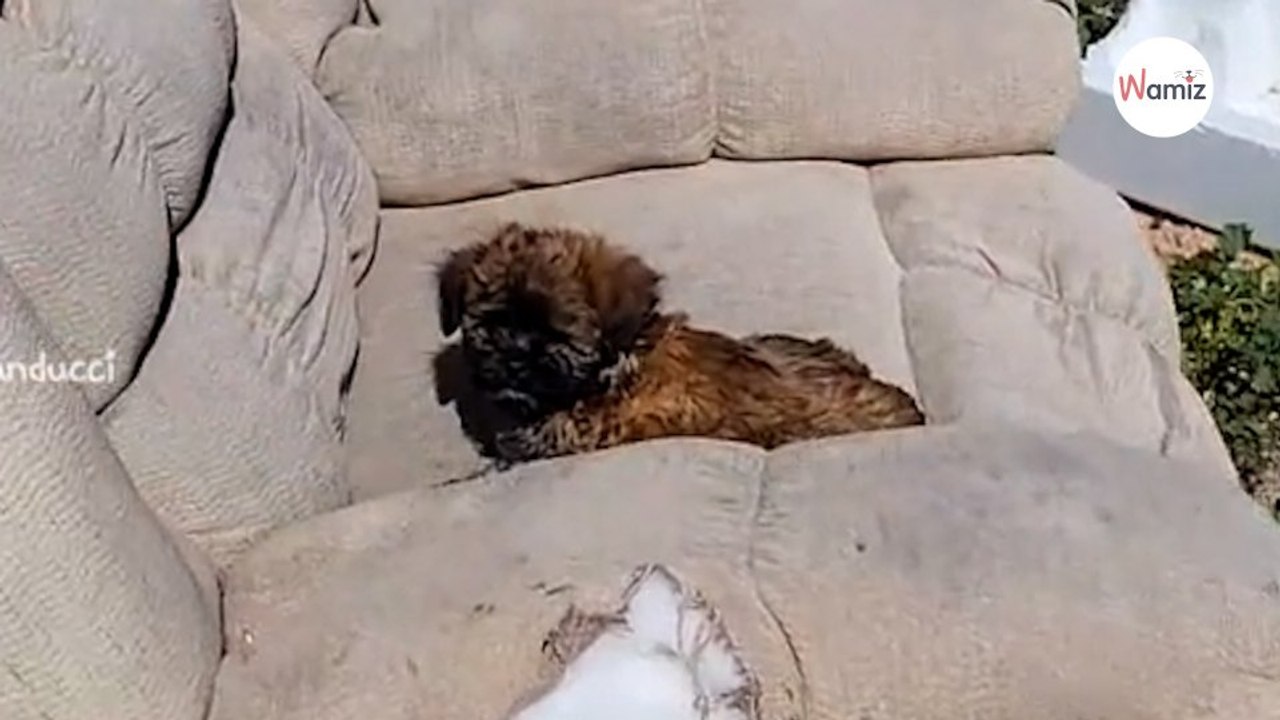 Frau sieht altes Sofa, kommt näher und eine Liebesgeschichte nimmt ihren Lauf