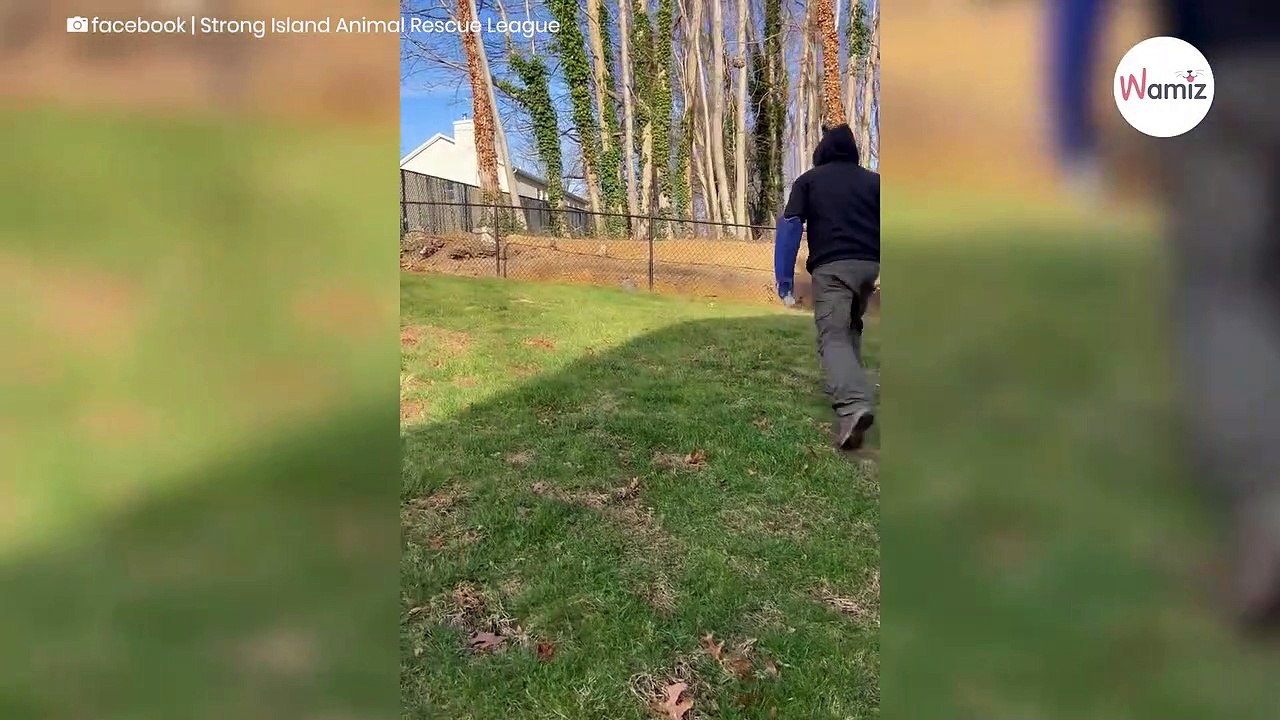 Mann sieht einen Schatten im Garten und findet ein außergewöhnliches Geschöpf (Video)