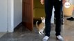 Katze wartet auf Herrchen Millionen Menschen staunen, als er nach Hause kommt (Video)-index