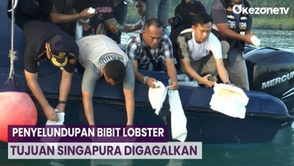 Aksinya Terbongkar, Pelaku Tinggalkan Bibit Lobster Senilai Rp5,5 Miliar di Pelabuhan Nongsa Batam