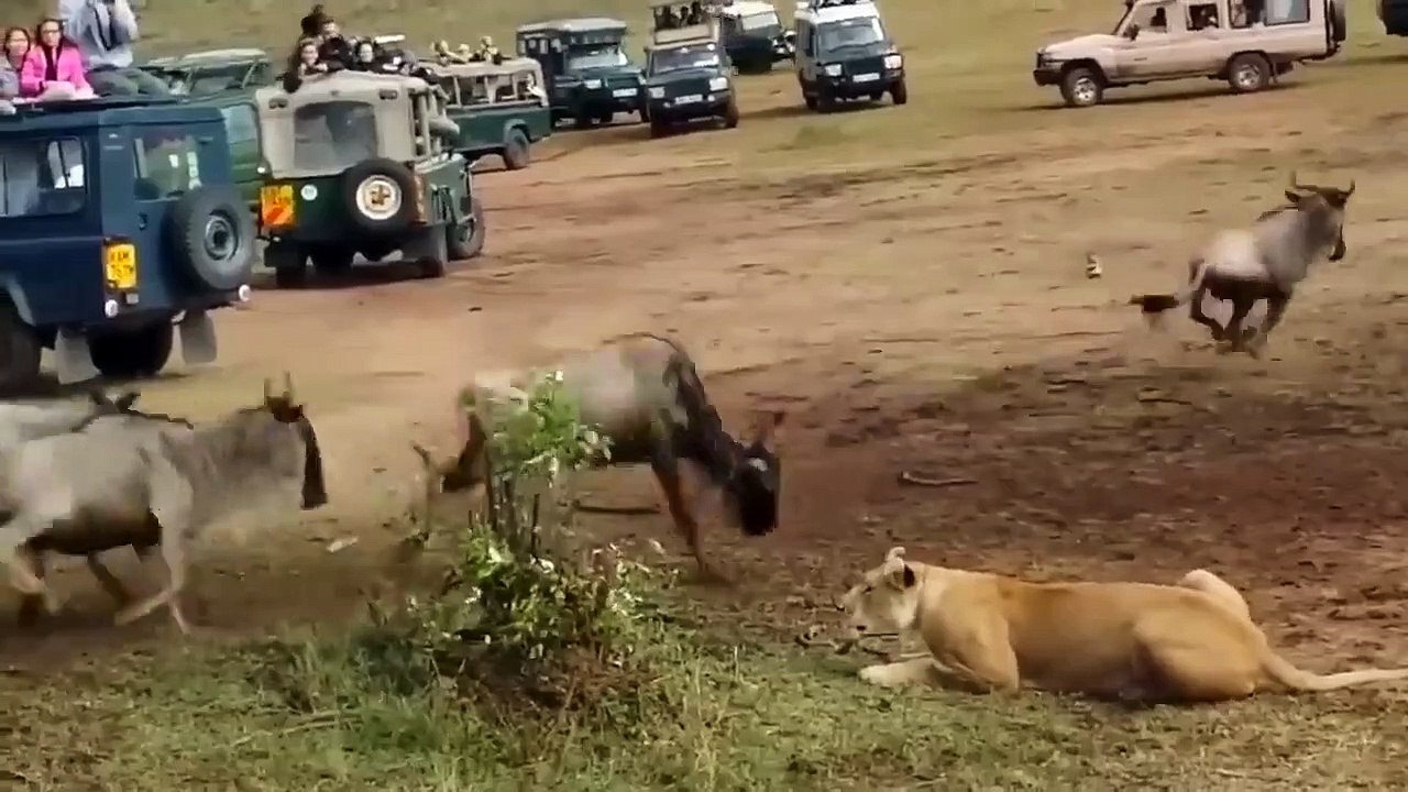 120/ kmph...cheetah chasing for her food  #cheetah #chasing #running #speed #catch #wild #wildlife