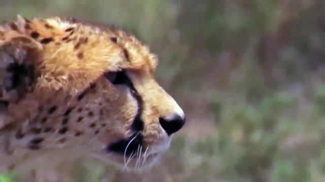 WORLD’S FASTEST ANIMALS FAIL! Grant’s Gazzele Take Down Cheetah With Horns, Lion Hunt Imapala Fail