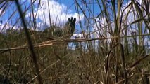 HUNTER BECOMES THE HUNTED   Mother Zebra Save Her Newborn From Lion , Giraffe vs Lion