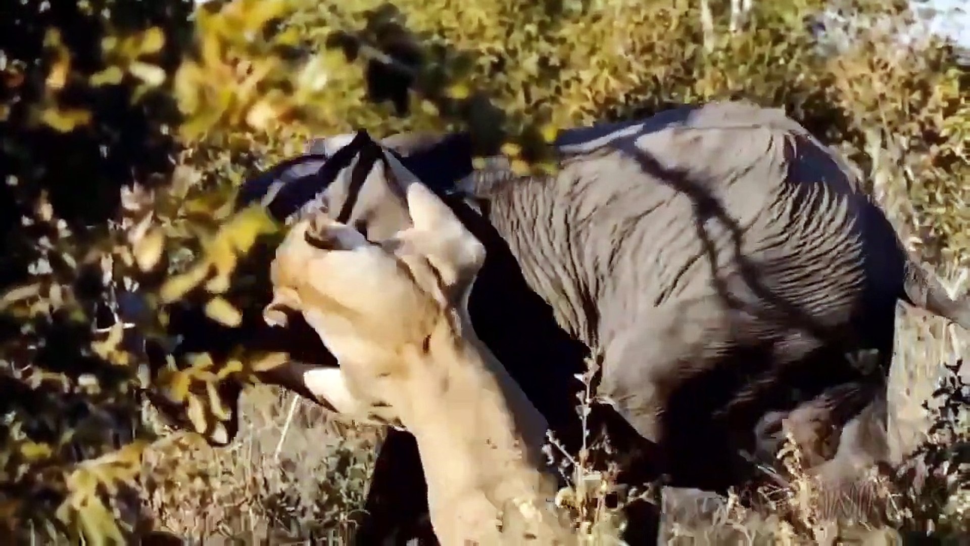 ⁣elephant's rage  The angry mother elephant used the lion's head with her big paws to aveng