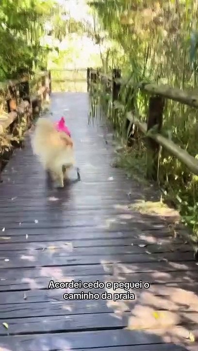 Conheça Filé, cachorro que "narra" a própria rotina de forma humorada em Florianópolis