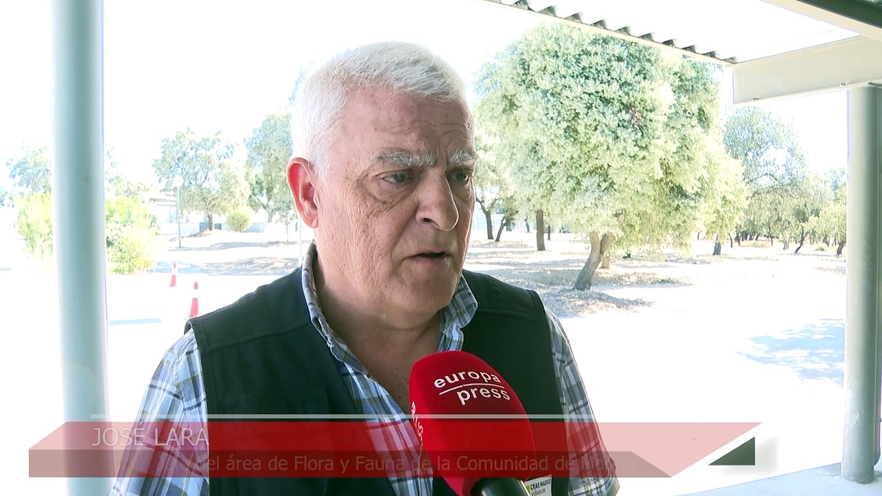 Madrid atiende a más de 4.300 animales silvestres heridos durante el primer semestre de este año