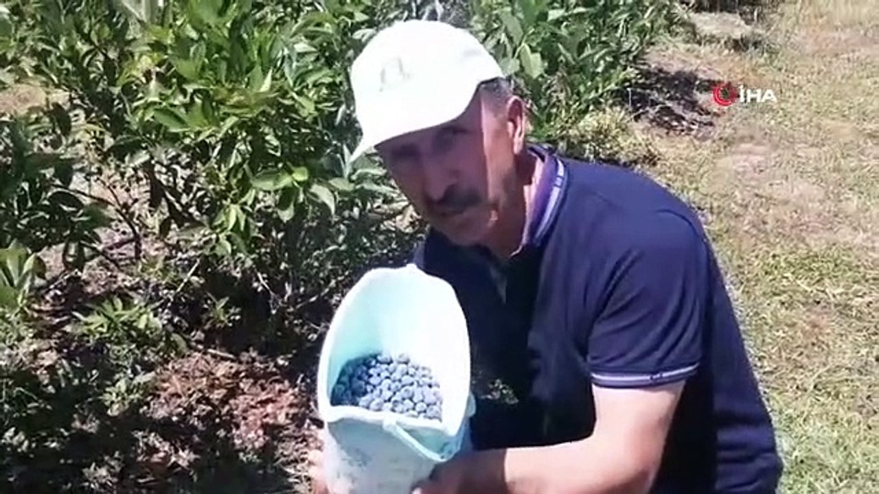 Des filles roumaines récoltent des myrtilles en Turquie