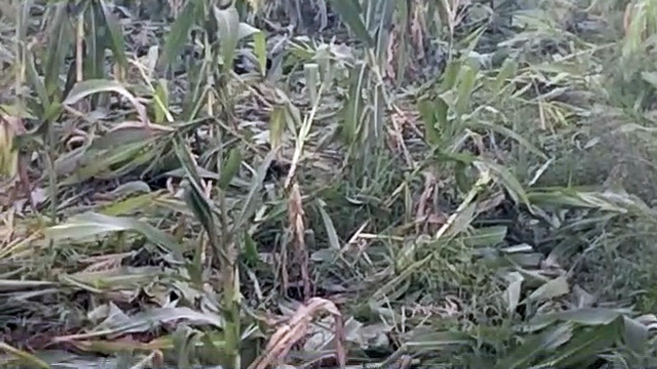 हाथियों के दल ने किसानों की फसल रौंदकर की बर्बाद