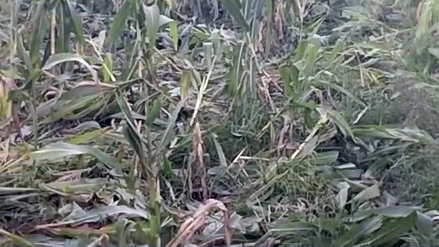 हाथियों के दल ने किसानों की फसल रौंदकर की बर्बाद