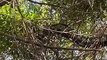 Cobras de aproximadamente 2 metros são flagradas em árvores na Lagoa do Peri