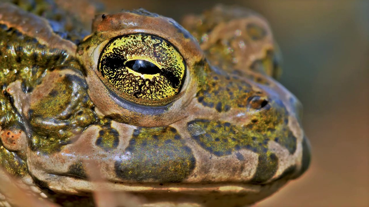 2023 OLED Demo l 4K HDR 60FPS Dolby Vision