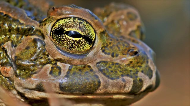 2023 OLED Demo l 4K HDR 60FPS Dolby Vision
