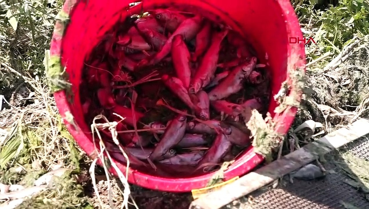 325 tonnes de truites sont mortes à cause du manque d'eau à Van