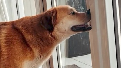 This Funny Dog Has a Squished Nose!