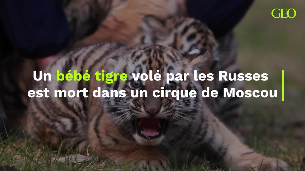 Un bébé tigre volé par les troupes Russes est mort dans un cirque de Moscou