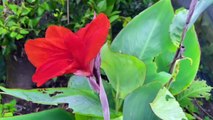 বাংলা চটি গল্প | Beautiful Canna Lily Flowers tree review in my garden