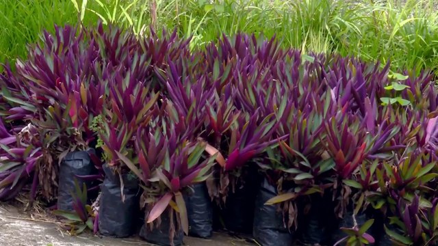 bd-multiplique-sus-plantas-ornamentales-070823