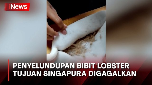 Bea Cukai Batam Kembali Gagalkan Penyelundupan Bibit Lobster Senilai Rp5,5 Miliar