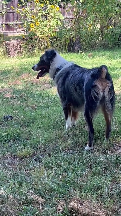 Squirrel Dog Up A Tree