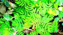 80 | বাংলা চটি গল্প | of a improved varieties hill neem tree