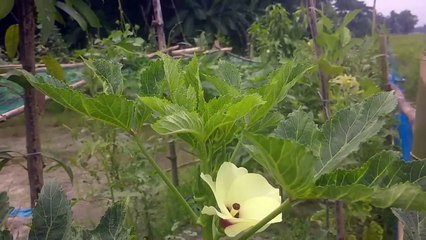 বাংলা চটি গল্প | Review of roush plant trees, very beautiful improve by garden