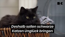 Deshalb sollen schwarze Katzen Unglück bringen