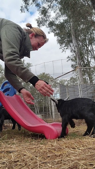 Goats Have Some Playset Fun