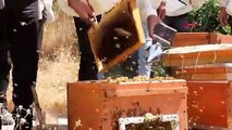 Un événement de récolte de miel a eu lieu au centre d'apiculture de l'université de Bingöl