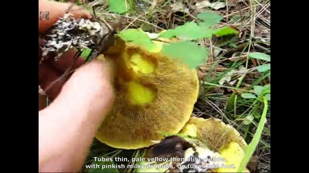 Suillus collinitus. Champimaginatis. English Text