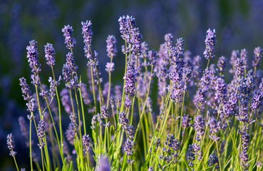 Pleasing scents help the brain stay healthy