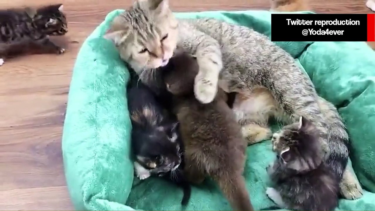 Vídeo fofo: mamãe gata adota filhote de lontra em sua ninhada