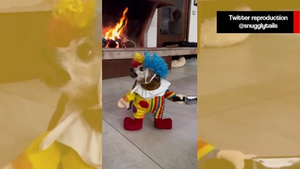 Vídeo hilário: vestido de palhaço assassino, cão chihuahua aterroriza amigos