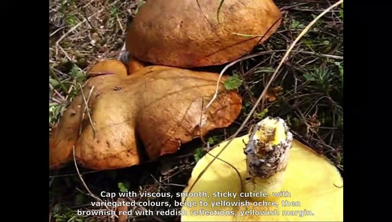 Suillus granulatus. Champimaginatis. English Text