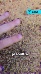 Mettre sa main chez les fourmis des bois !