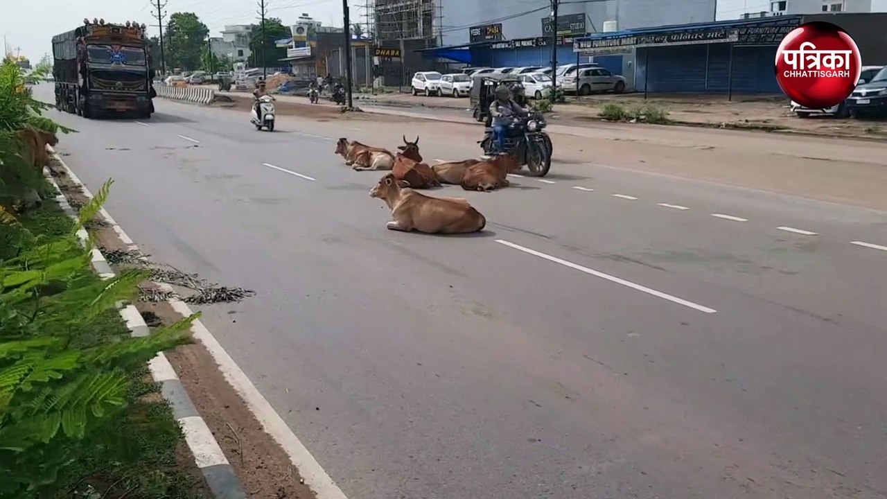 सड़कों पर बैठे-घूमते मवेशी बड़ी समस्या