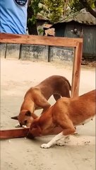 Mirror_Prank_on_Street_Dogs__#shorts_#dog(480p)